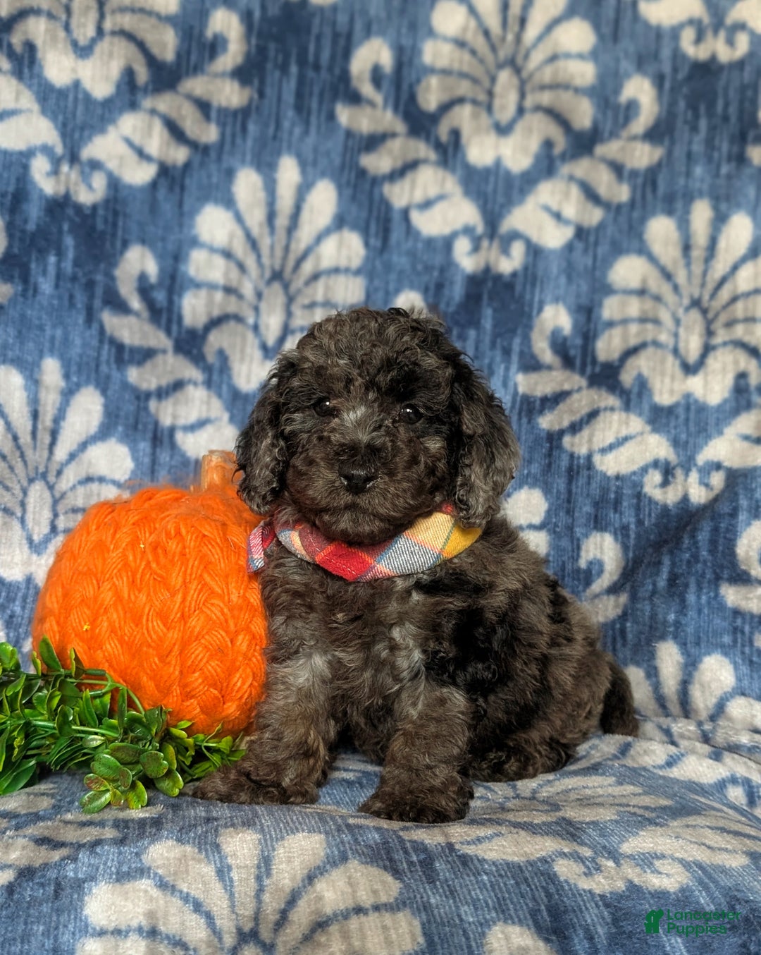 Cockapoo dogs for sale: Santiago Hypoallergenic - Ad 6