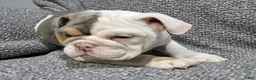 English Bulldog dogs for sale: Layne - Ad 4