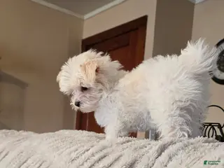 Morkie dogs Daisy - Ad 33