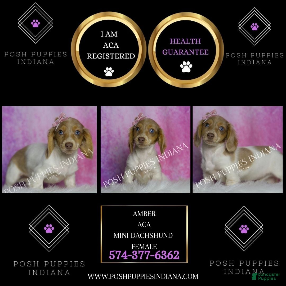 Miniature Dachshund dogs for sale: Amanda - Ad 2