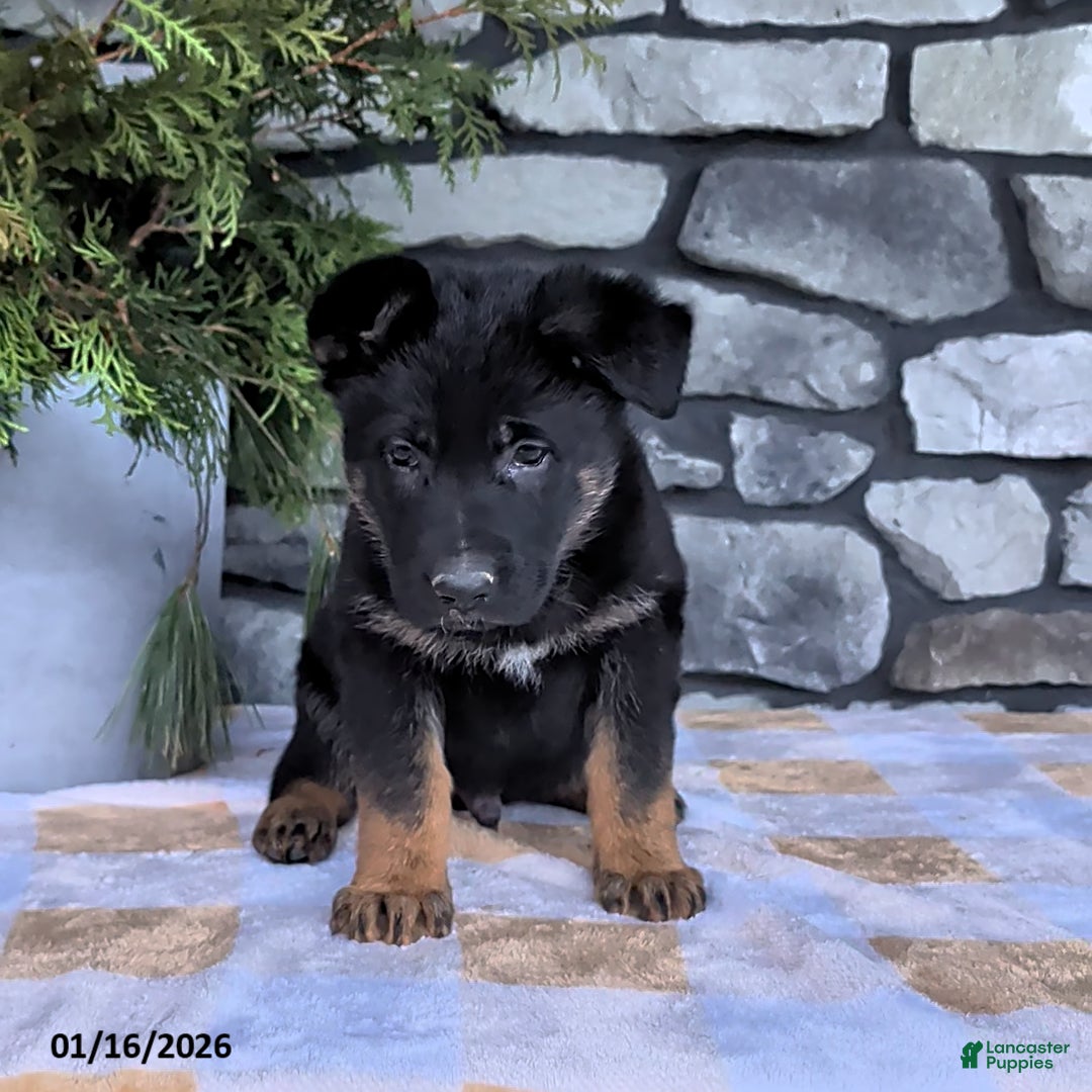 German Shepherd dogs for sale: Bingo - Ad 2