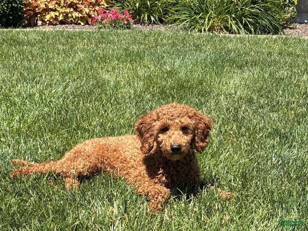 Cockapoo dogs for sale: Shellie - Ad 2
