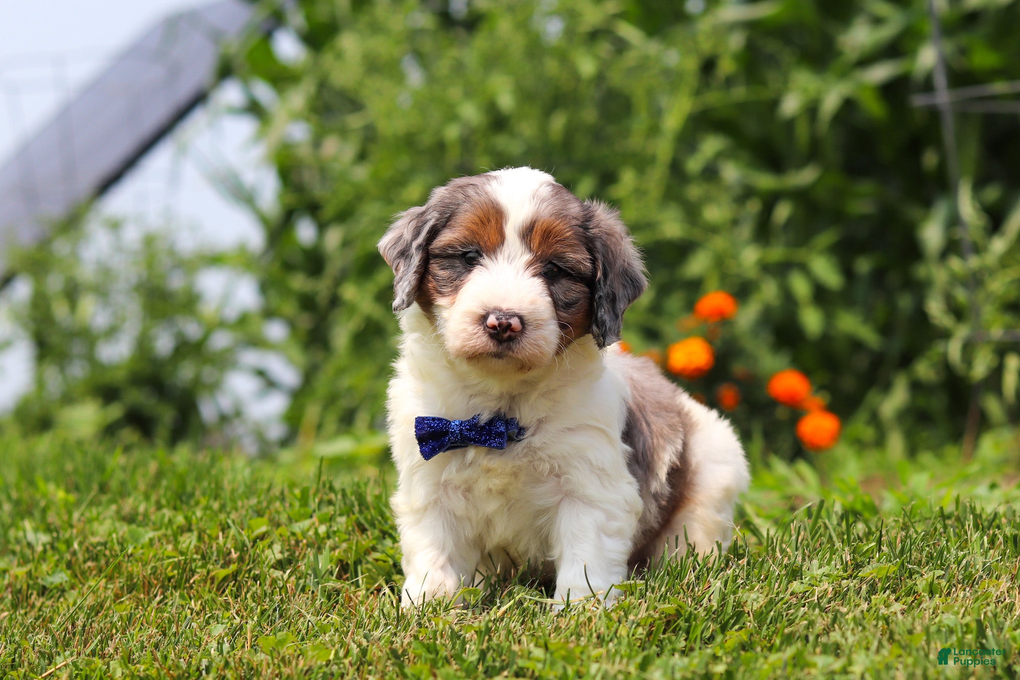 Mini Bernedoodle dogs Gordon - Ad 2
