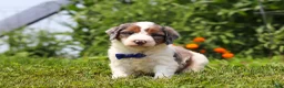 Mini Bernedoodle dogs for sale: Gordon - Ad 2