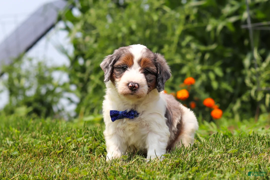 Mini Bernedoodle dogs for sale: Gordon - Ad 2