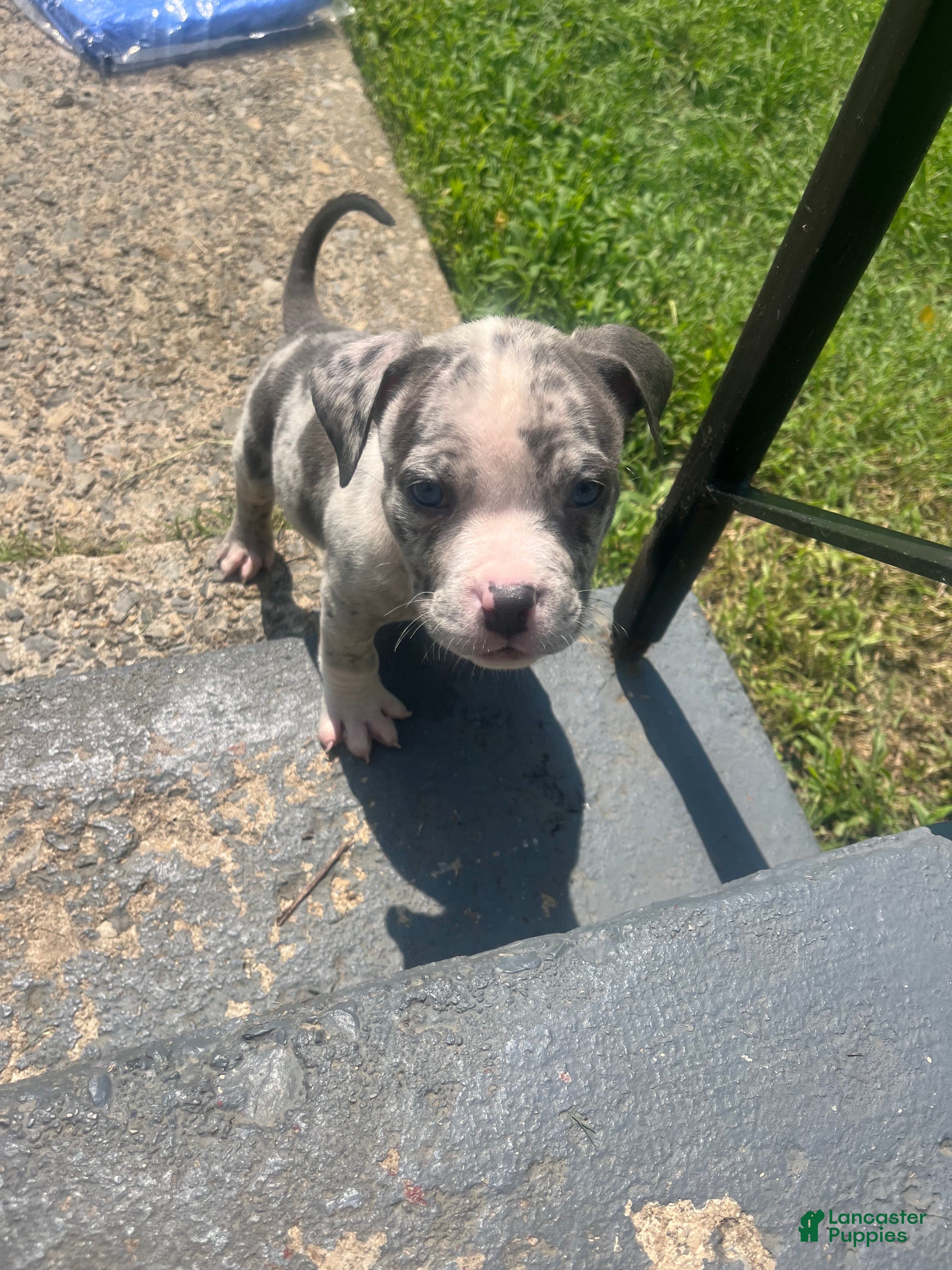 American Bully dogs American Bully 2 - Ad 42