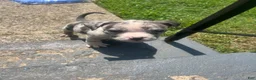 American Bully dogs for sale: American Bully 2 - Ad 1