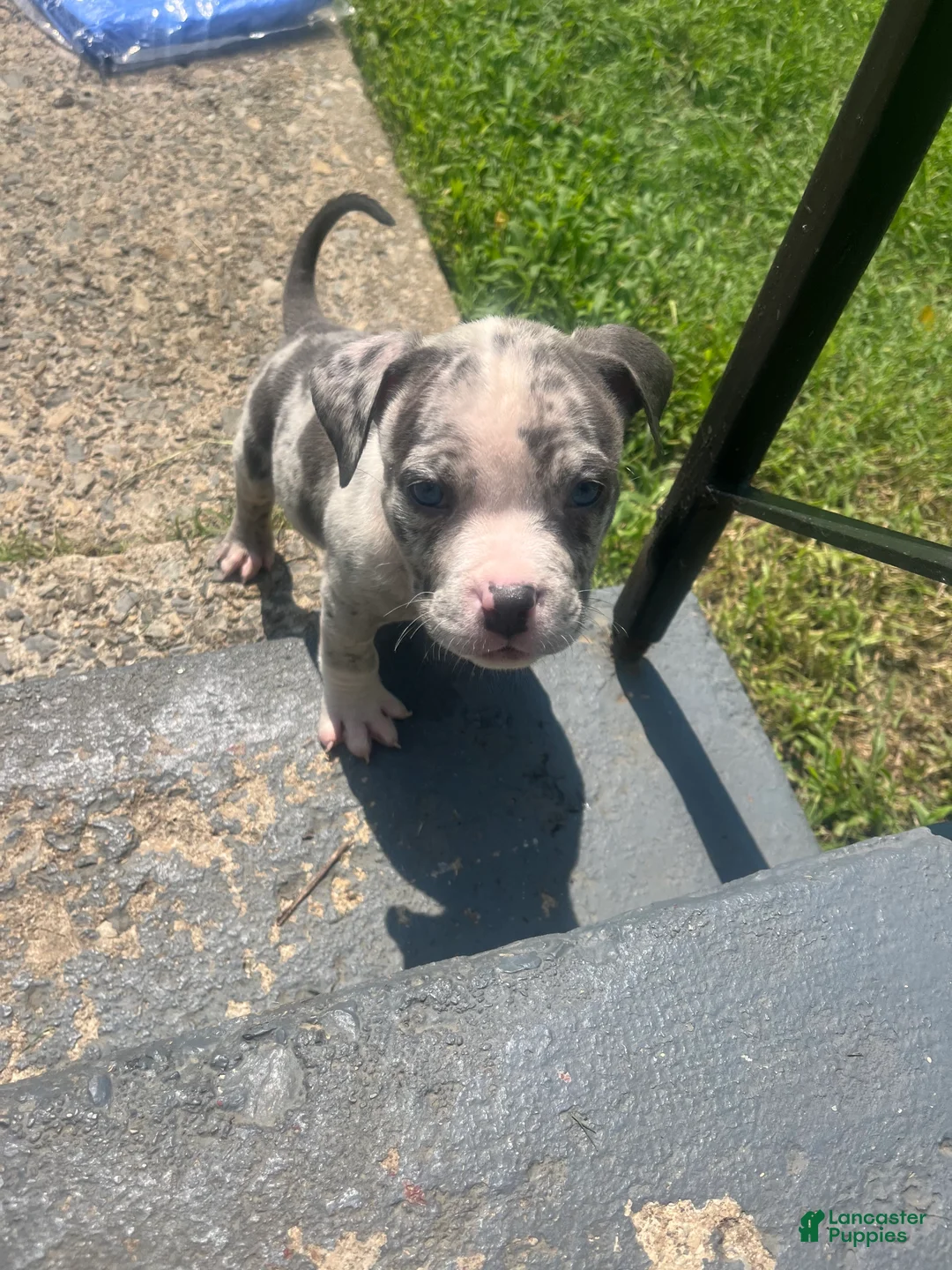 American Bully dogs for sale: American Bully 2 - Ad 1