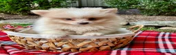 Pomeranian dogs for sale: Penny - Ad 3