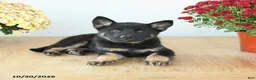 Mixed Breed dogs for sale: Galaxy - Ad 4