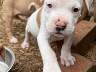 American Bulldog dogs for sale: Boss - Ad 3