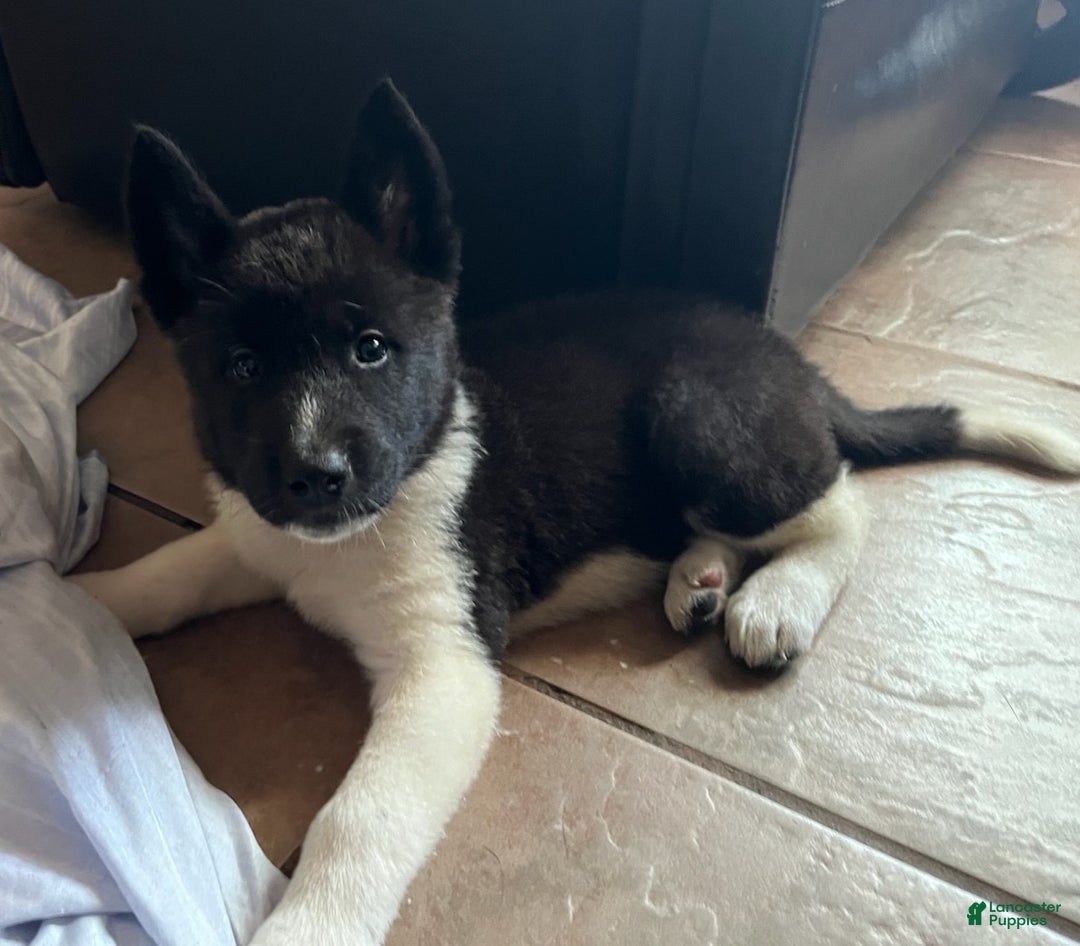 Akita dogs for sale: Akita Puppy 4 - Ad 1