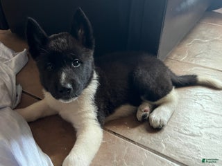 Akita dogs Akita Puppy 4 - Ad 2