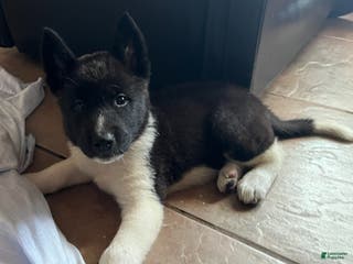 Akita dogs Akita Puppy 4 - Ad 3