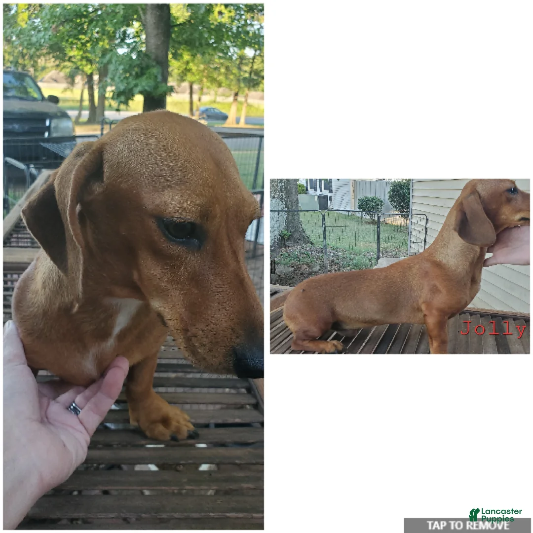 Dachshund dogs for sale: Jolly - Ad 14