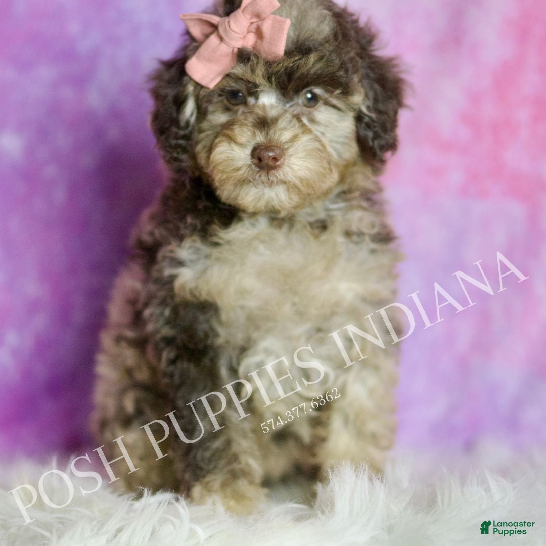 Standard Poodle dogs Dahlia - Ad 32