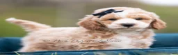 Maltipoo dogs for sale: Benji - Ad 4