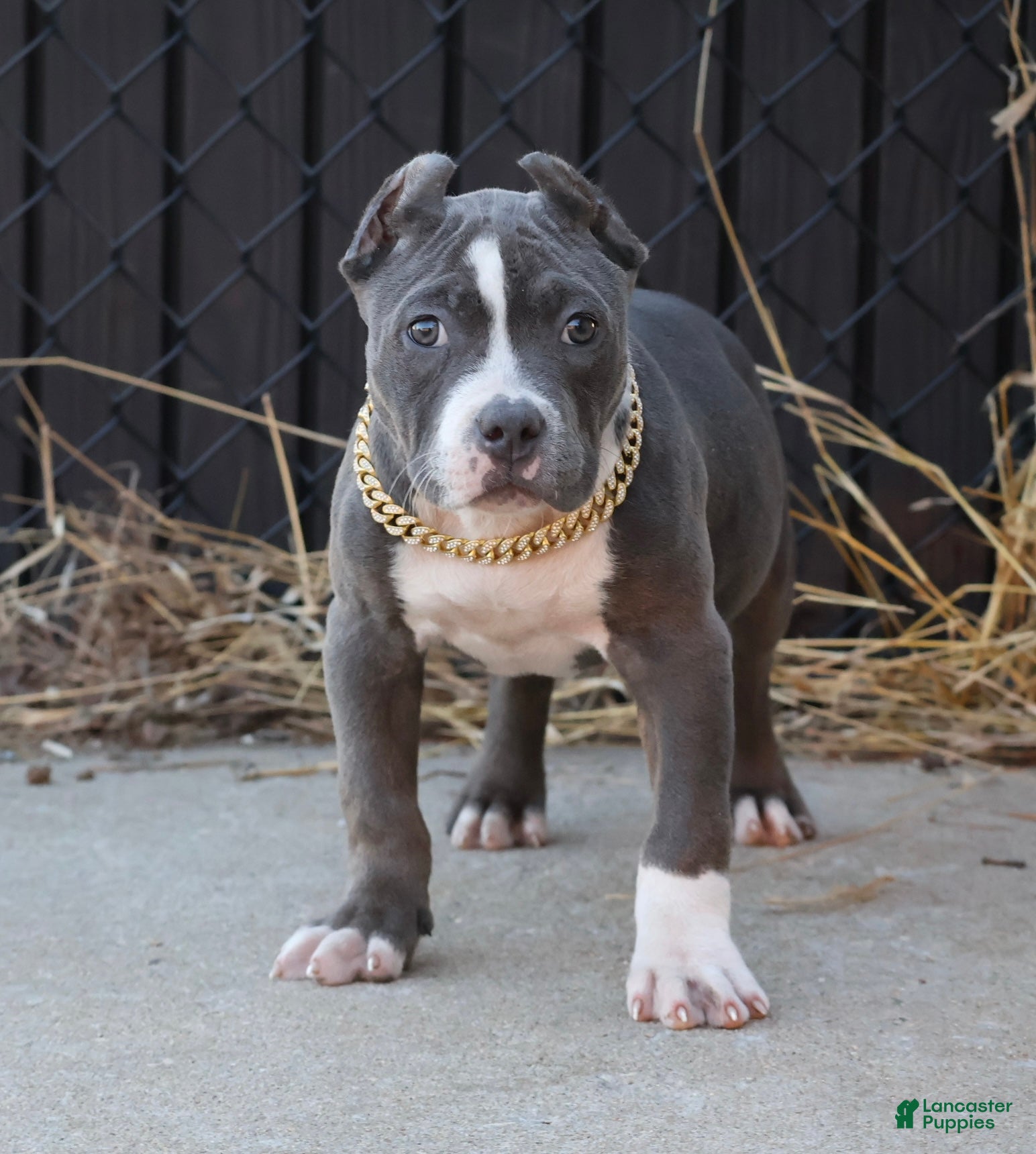 American Bully dogs Velvet - Ad 1