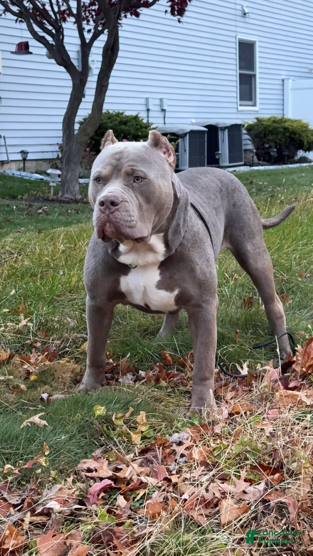 American Bully dogs for stud: ZPB BIG BANKS - Ad 6