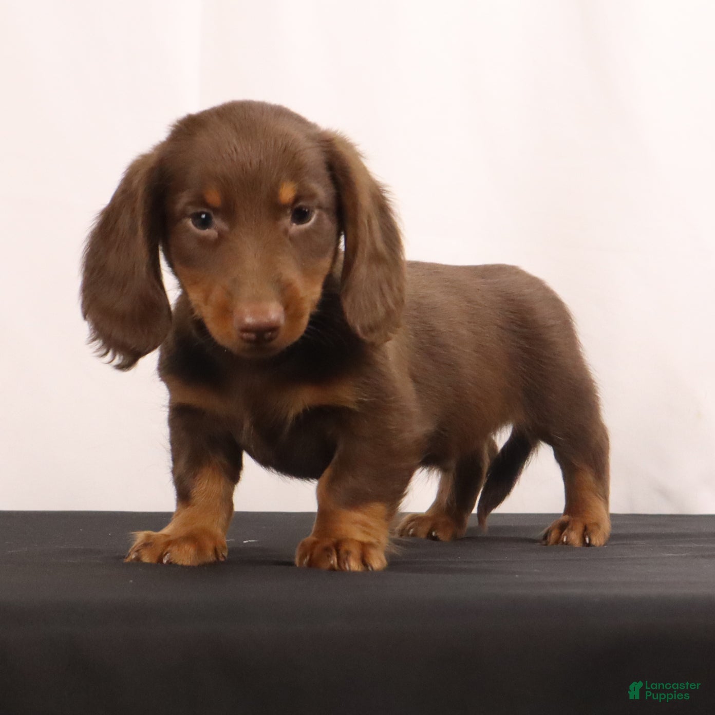 Dachshund dogs Hank  - Ad 1