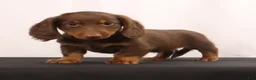 Dachshund dogs for sale: Hank  - Ad 1