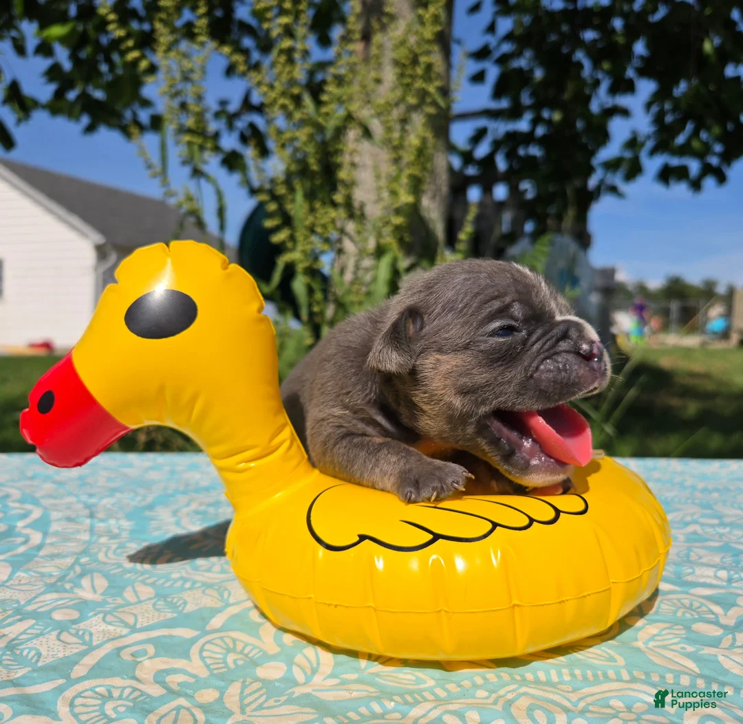 Olde English Bulldogge dogs for sale: Ryder - Ad 4