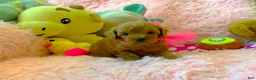 Toy Poodle dogs for sale: Ruby - Ad 3
