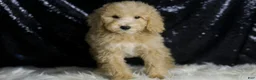 Mini Goldendoodle dogs for sale: Chevy - Ad 4