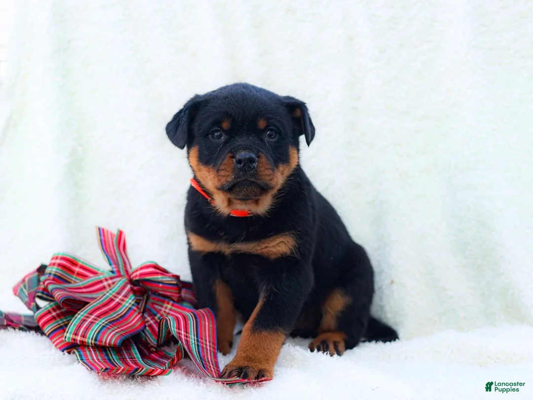 Rottweiler dogs for sale: Trixx - Ad 2