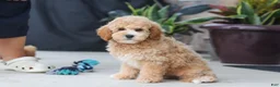Miniature Poodle dogs for sale: Brunco - Ad 3
