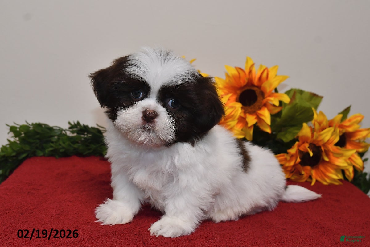 Shih Tzu dogs Caspar - Ad 1