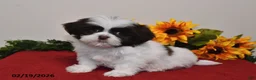 Shih Tzu dogs for sale: Caspar - Ad 1