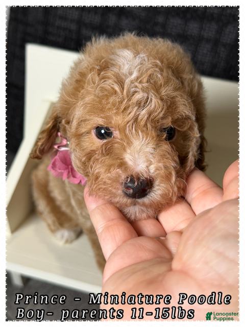 Miniature Poodle dogs Prince - Ad 1