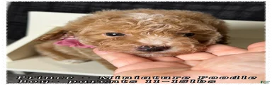 Prince