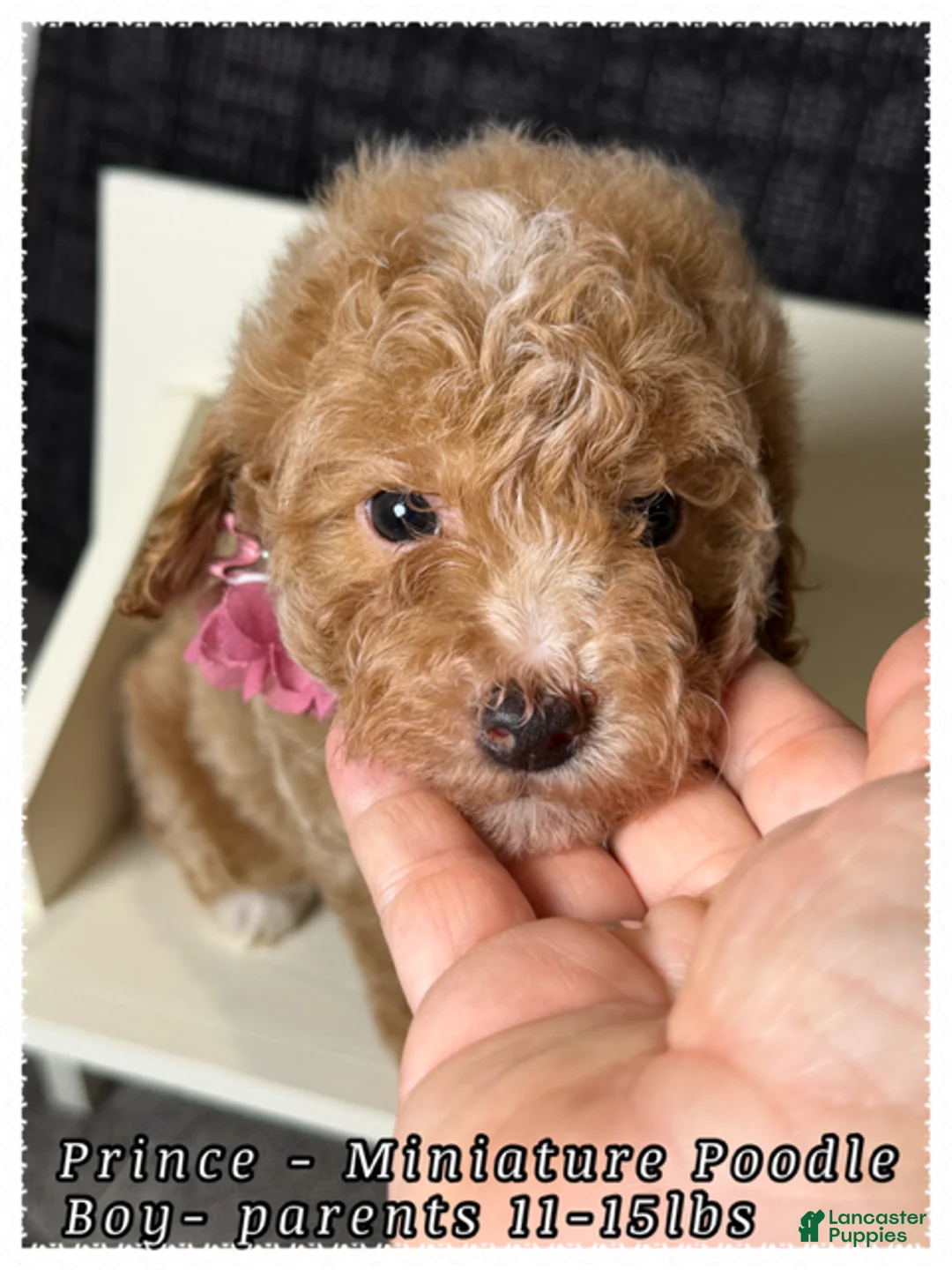 Miniature Poodle dogs for sale: Prince - Ad 1