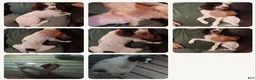 Toy Poodle dogs for sale: Toy Poodle 2 - Ad 1