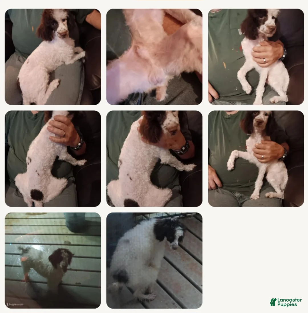 Toy Poodle dogs for sale: Toy Poodle 2 - Ad 1