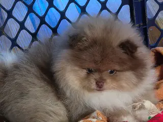 Pomeranian dogs Pomeranian Puppy 1 - Ad 5