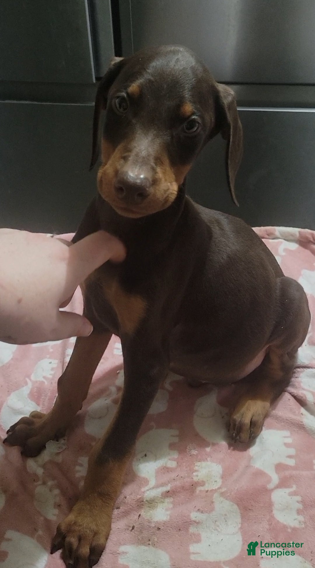 Doberman Pinscher dogs for sale: Doberman puppy 1-3 - Ad 3