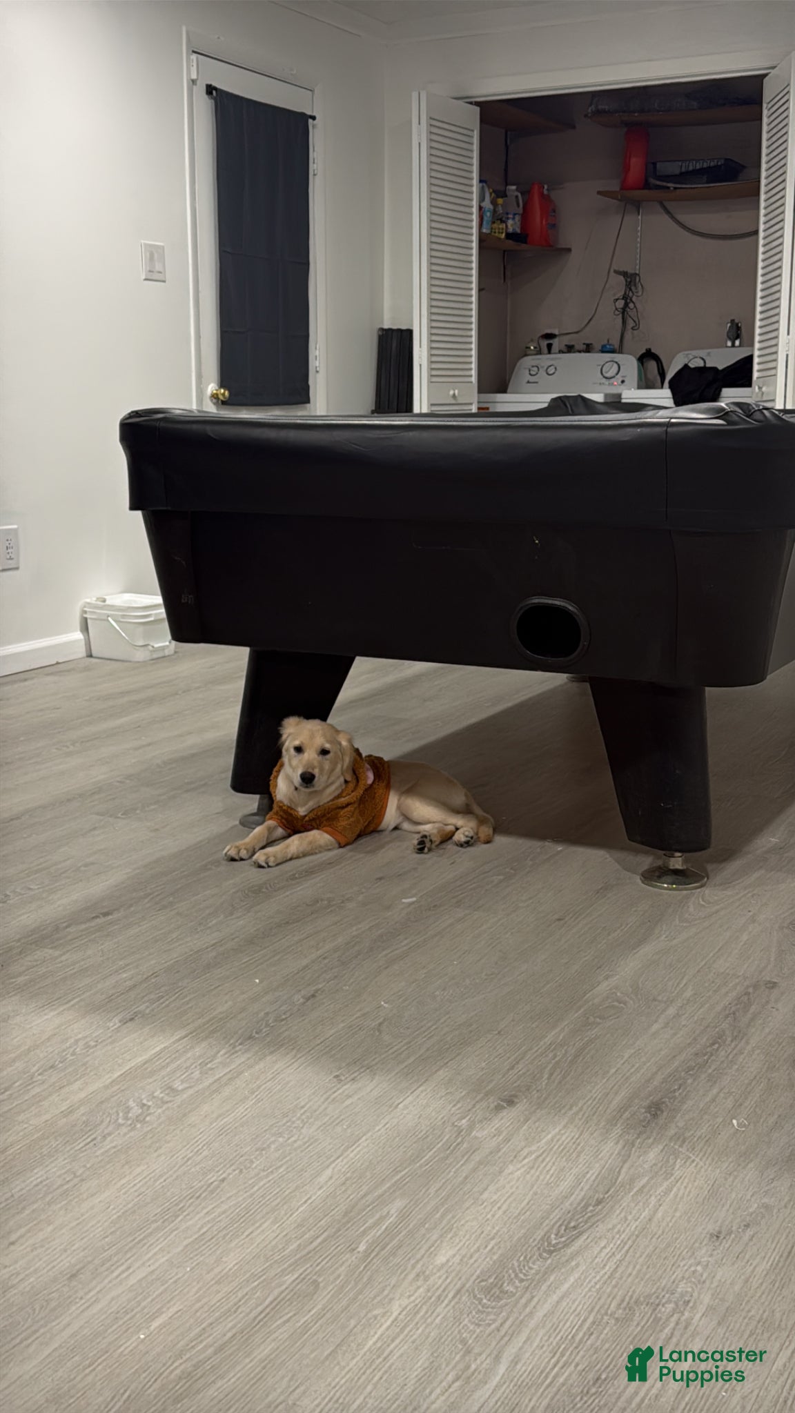 Golden Retriever dogs Golden Retriever Puppy 1 - Ad 34