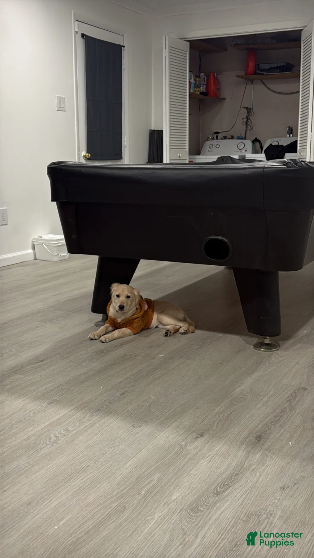 Golden Retriever dogs for sale: Golden Retriever Puppy 1 - Ad 1