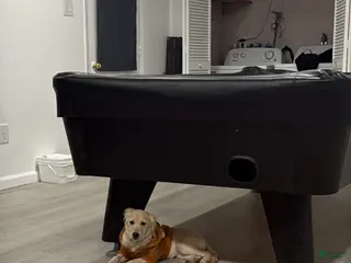 Golden Retriever dogs Golden Retriever Puppy 1 - Ad 34