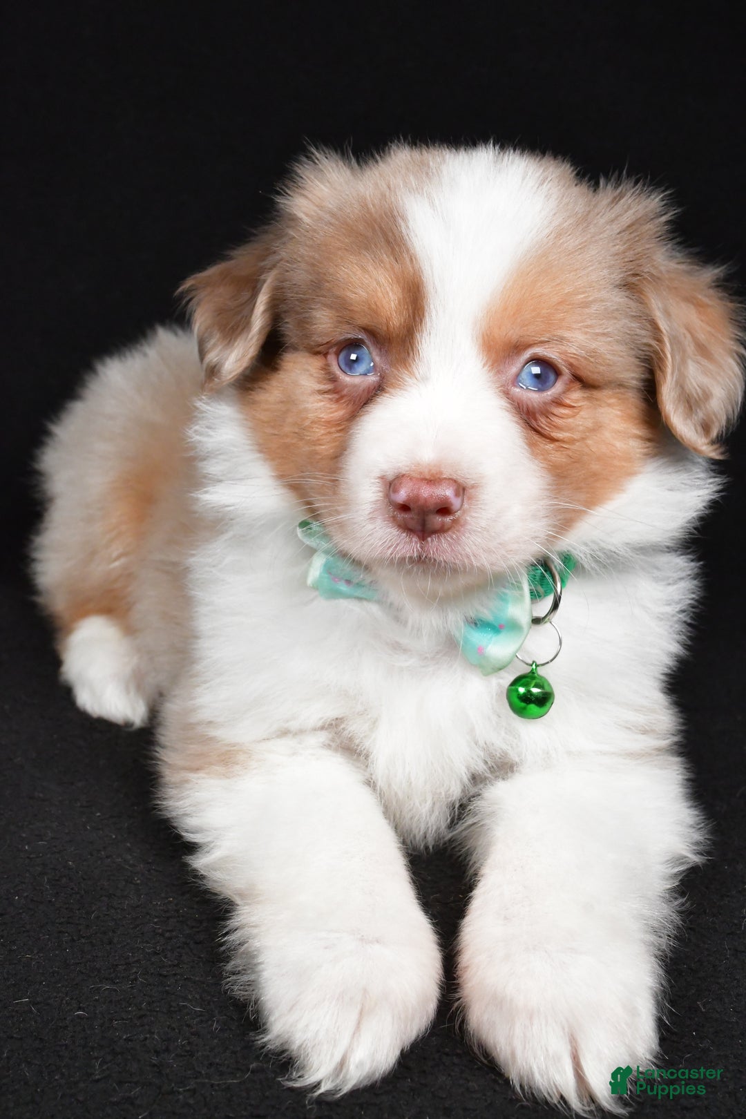 Mini Aussiedoodle dogs for sale: Snickers - Ad 4