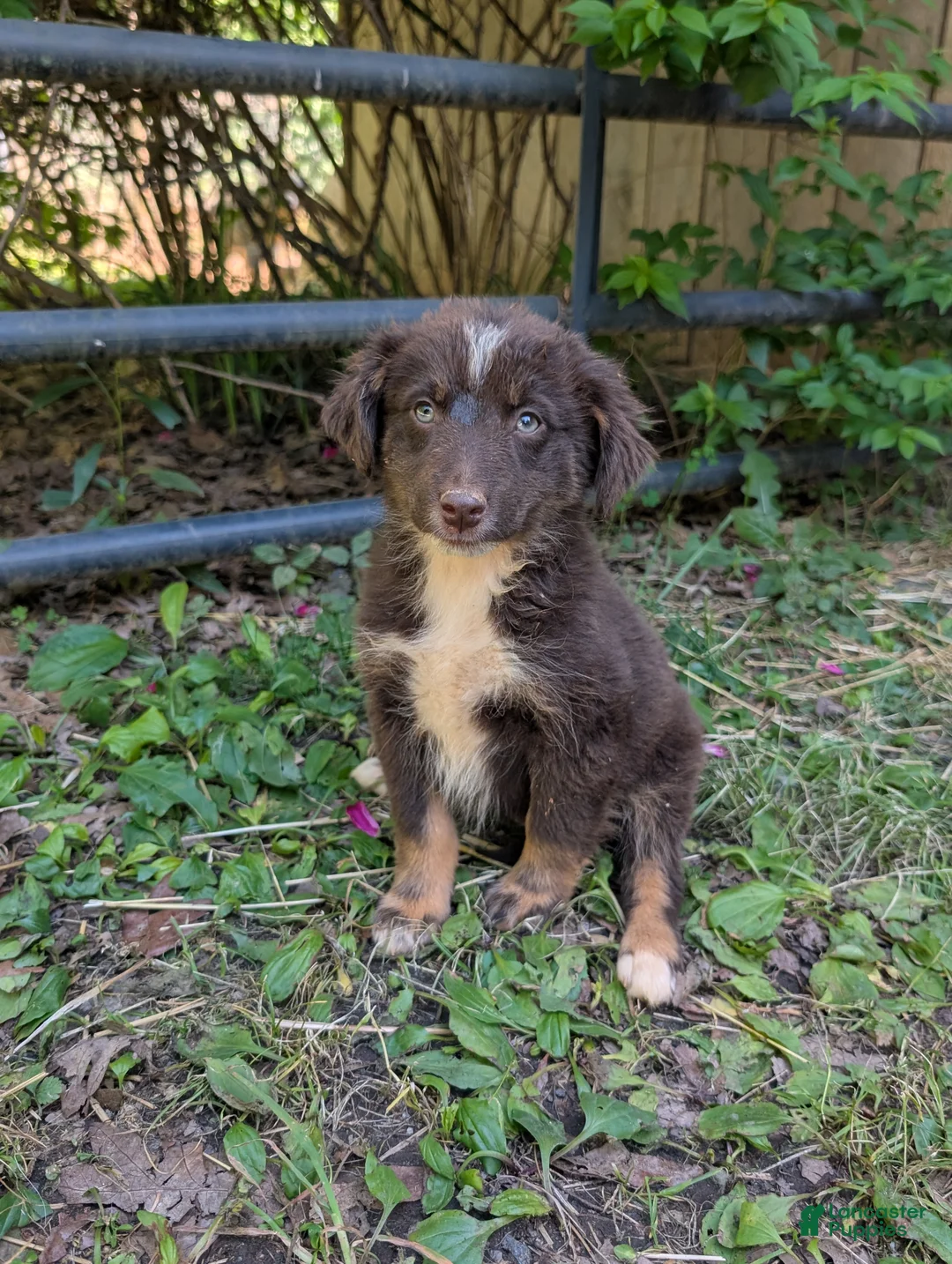 Australian Shepherd dogs for sale: Australian Shepherd Puppy 10 - Ad 1