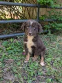 Australian Shepherd Puppy 10