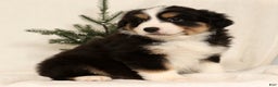 Miniature Australian Shepherd dogs for sale: Turbo - Ad 6