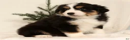 Miniature Australian Shepherd dogs for sale: Turbo - Ad 6