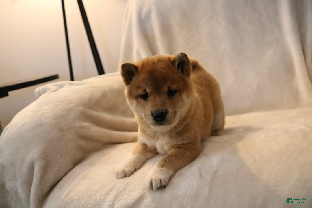 Shiba Inu dogs for sale: Skipper  - Ad 5