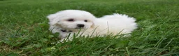 Bichon Frise dogs for sale: Tyler 🐶 - Ad 3