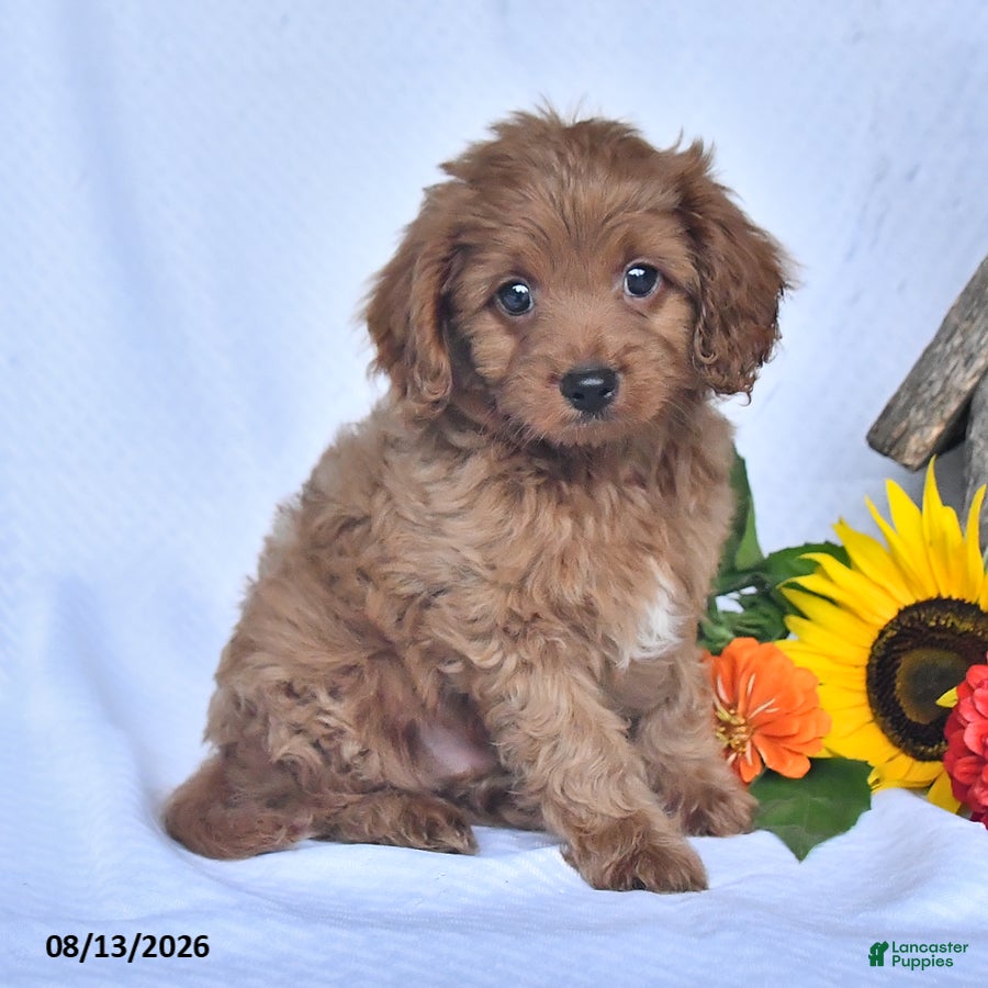 Cavapoo dogs Alex - Ad 1